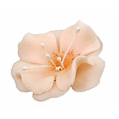 Malý kvet cukrové magnólie 5,5 cm, lososový | MAGMART, K 024M
